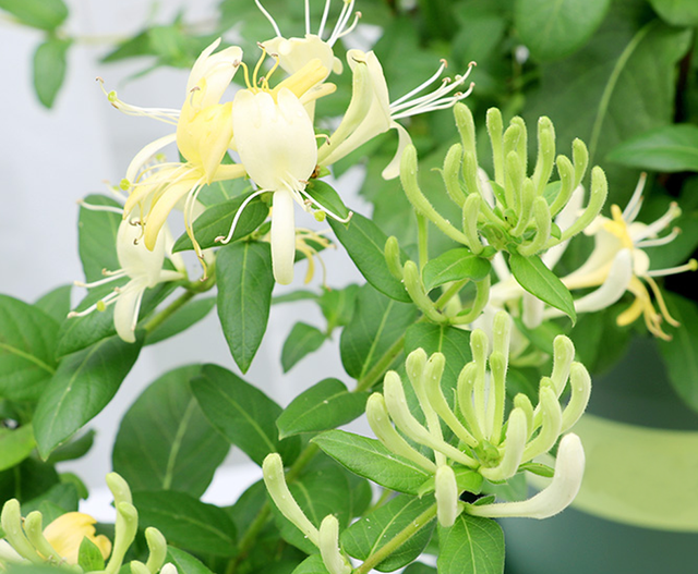 色丽清香花叶秀美的鸳鸯藤，金银花这么养护，藤蔓缠绕姿态古雅