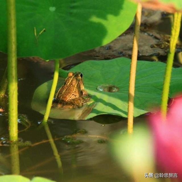 咏蛙诗词精选二十八首 林莺啼到无声处，青草池塘独听蛙