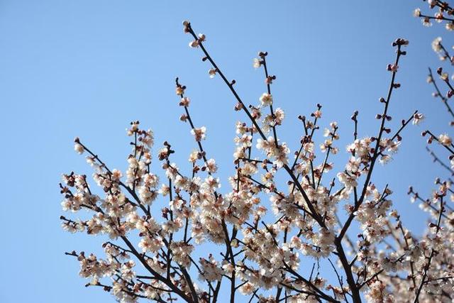 首届中国洱源梅花文化节举行