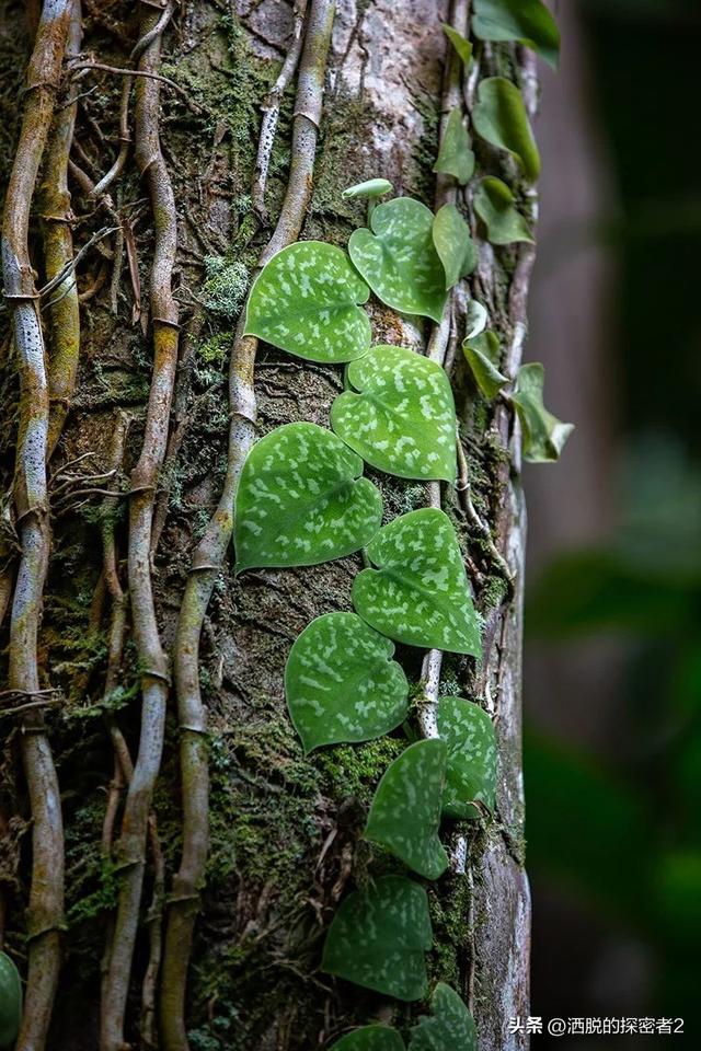 银叶葛盆栽植物两种尺寸的养护说明，室内观叶植物色彩缤纷的叶子