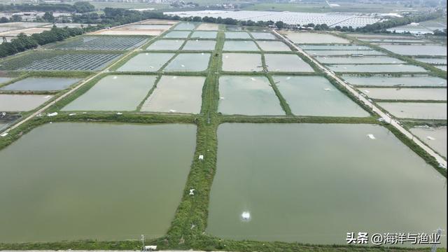 惠州财兴突破大刺鳅人工繁育技术，布局1000亩池塘进行仿生态高效健康养殖