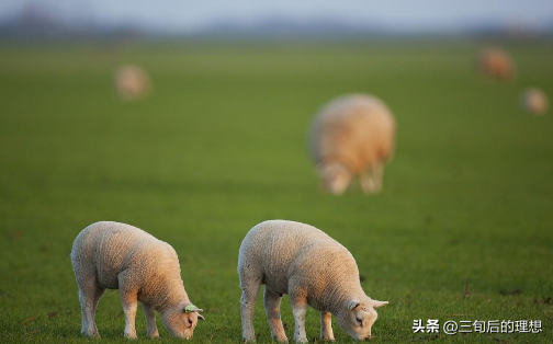 什么条件下，家养鹿的繁殖管理最好，鹿的养殖方法和注意事项