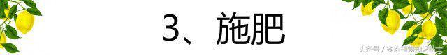 仙人球养护全攻略，听听大神教你如何养