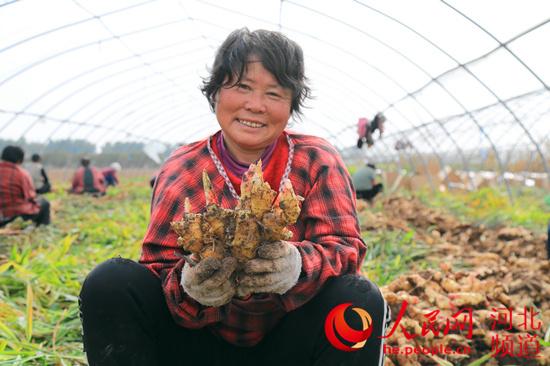 河北磁县：种出乡村美好“姜”来