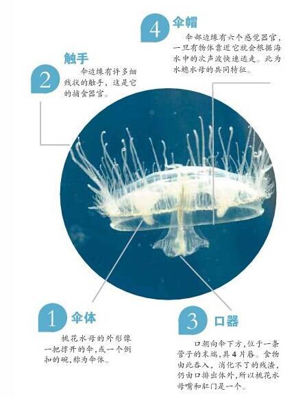 比恐龙还古老，“水中大熊猫”桃花水母，为何重现人间？