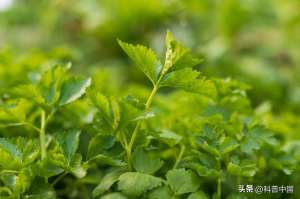 水芹菜旱地种植方法(王宝钏爱的挖野菜,可能真的有毒)