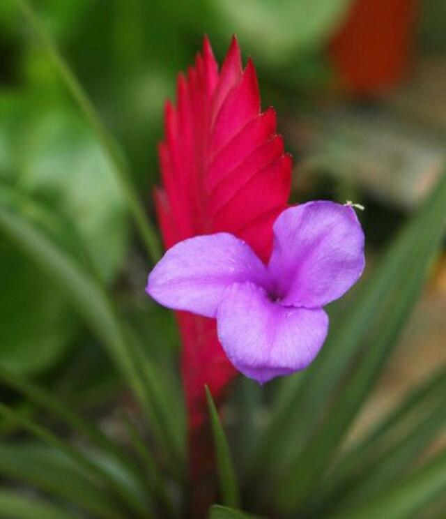 绝美铁兰花色艳丽、体型美观花期长，快来分享给朋友吧