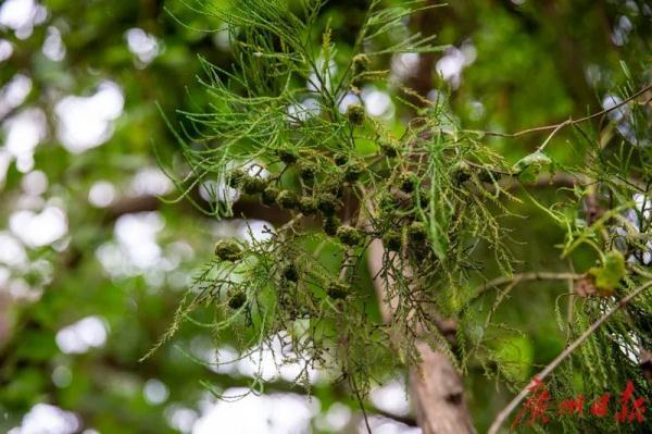 这些“神奇生物”曾一度消失，如今再现珠江流域……