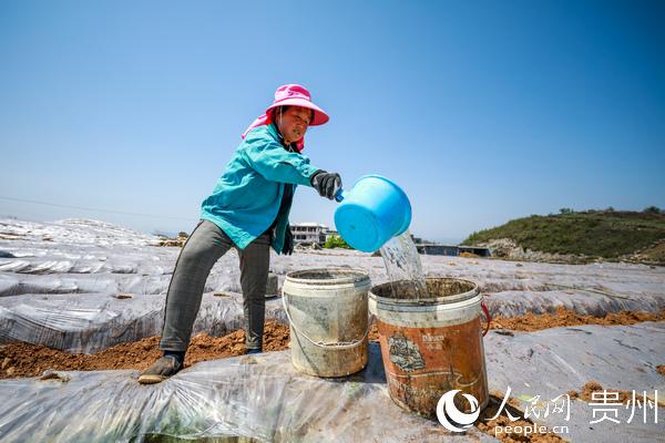 毕节七星关区大河乡：6000亩烟苗移栽忙