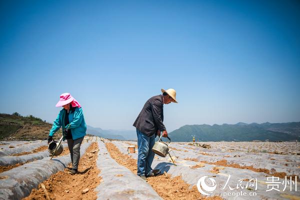 毕节七星关区大河乡：6000亩烟苗移栽忙