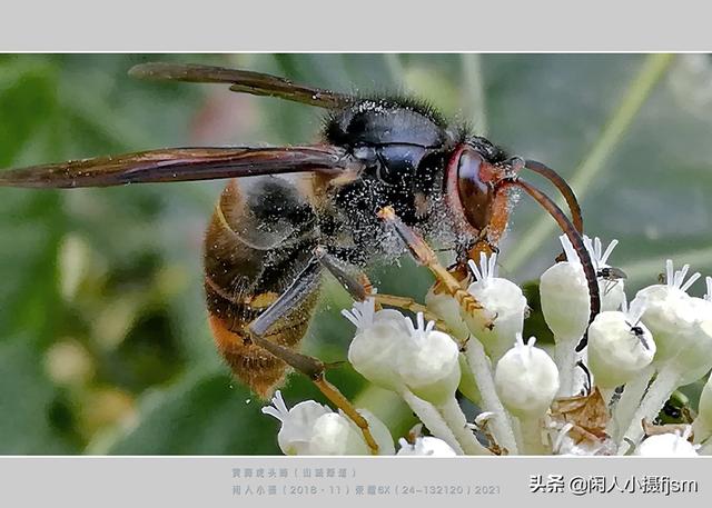 手机昆虫摄影：胡蜂科，这几种胡蜂你见过吗？拍摄技巧和安全要点