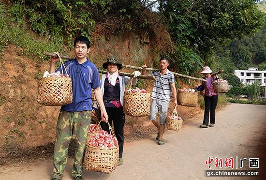 广西容县红菇迎丰年