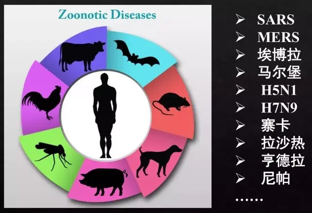 哪些动物最容易携带病毒？它们又是如何传染给人类的呢？
