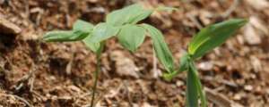 黄精种植能用复合肥吗(黄精怎么种植 黄精种植技术)