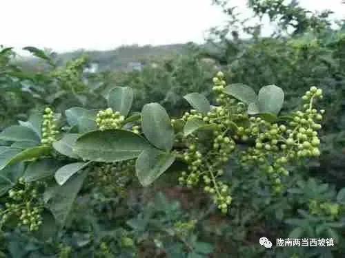 【农业科技】花椒栽培建园与管护知识