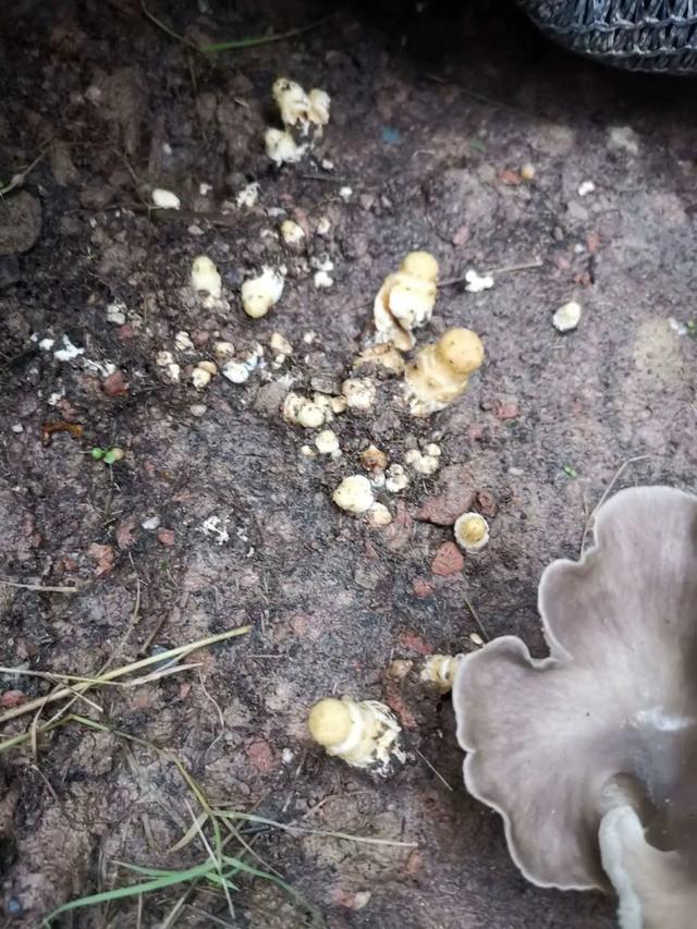 采蘑菇的小姑娘在家里种起蘑菇，揭秘与分享种蘑菇的技术要点