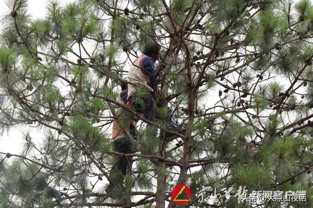 非遗在凉山 │ 傈僳族野蜂养殖习俗：世代相传的独门绝技