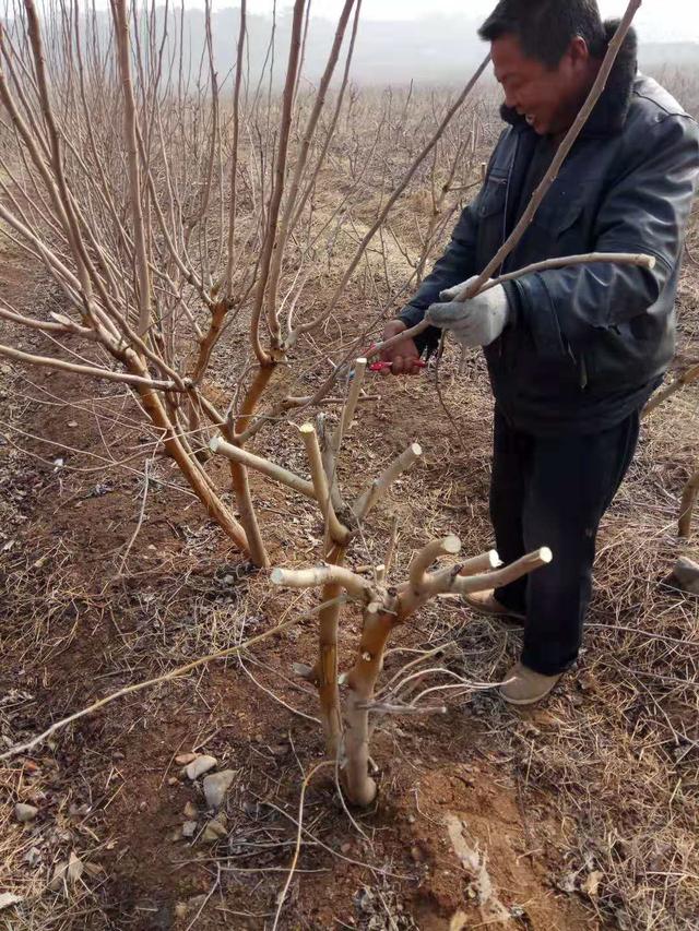 一年之计在于春，老农给你讲解桑树管理中的修枝、剪枝和整型方法