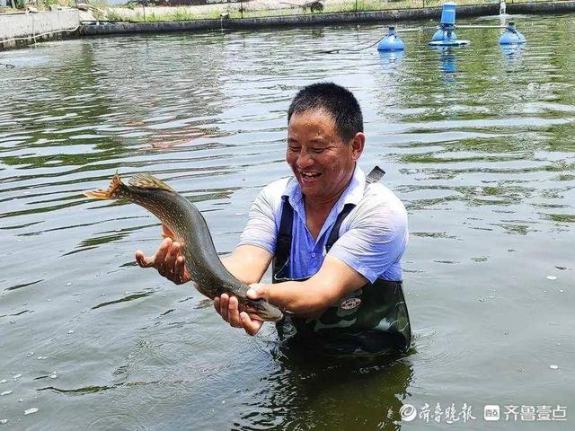 情报站丨捕捞归来鱼满仓！临沂“怪兽鱼”上岸，渔民喜笑颜开