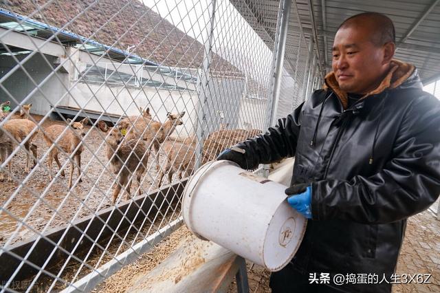 东北梅花鹿安家青海中 助力民众就业增收