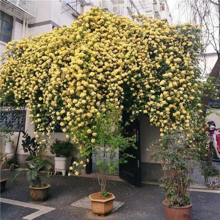 院子里养株木香花，抗旱耐寒易成活，来年变成一片“海”