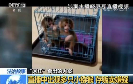 网红直播养猴牵出大案：35人被抓 20只猕猴死亡