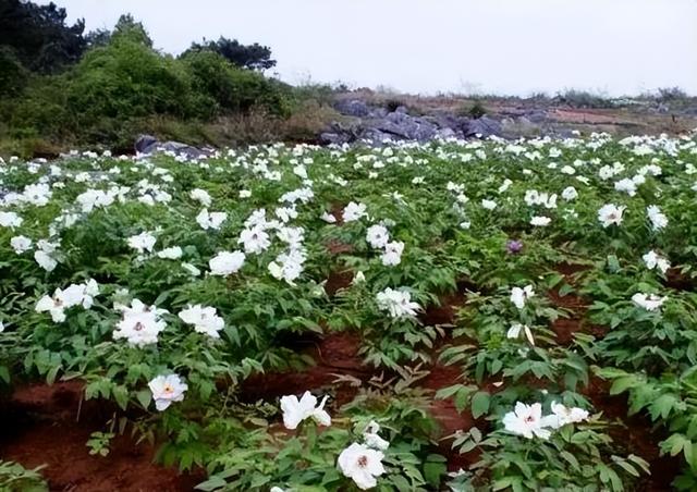 中草药栽培与加工技术专业简介（国标版）