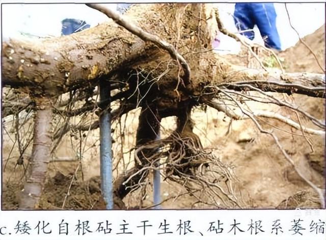 专家解读：果树建园 栽植深度有讲究