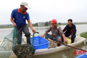 小龙虾养殖收益(大通湖区澳洲淡水龙虾起捕，亩均收益2万元)