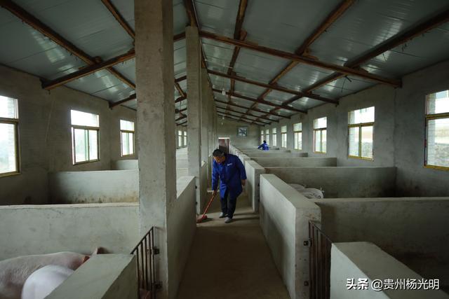 黔西县雨朵镇：“生态猪”养殖富农家