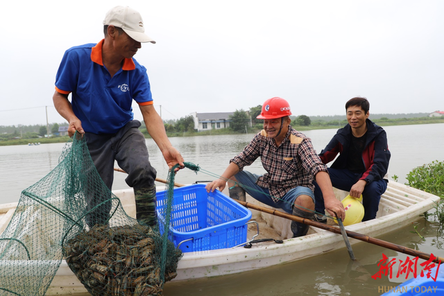 大通湖区澳洲淡水龙虾起捕，亩均收益2万元