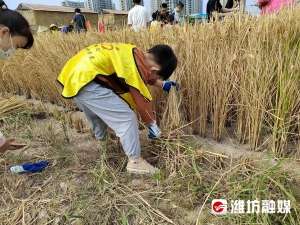 山东潍坊泥鳅养殖基地(割水稻、摸泥鳅，26个家庭体验丰收快乐)