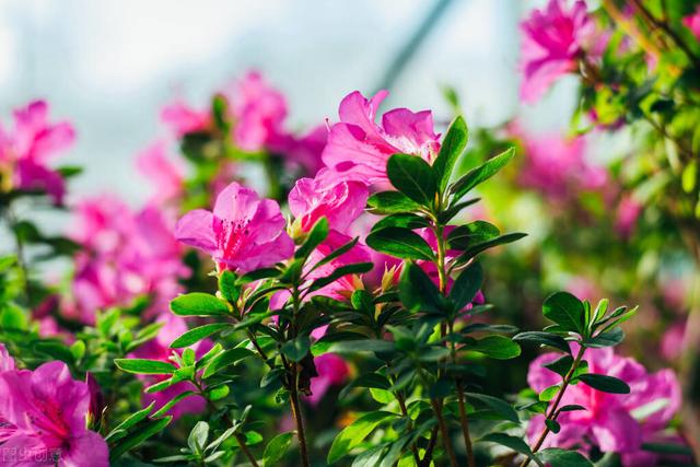 盆栽杜鹃花怎么养？做到这几点，枝繁叶茂，开花一茬接一茬