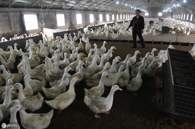 鸭传染性浆膜炎的防治方法请收藏