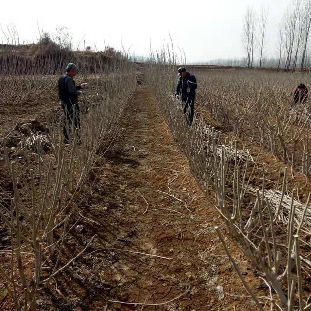 一年之计在于春，老农给你讲解桑树管理中的修枝、剪枝和整型方法