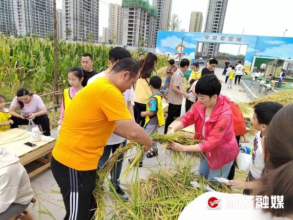 割水稻、摸泥鳅，26个家庭体验丰收快乐