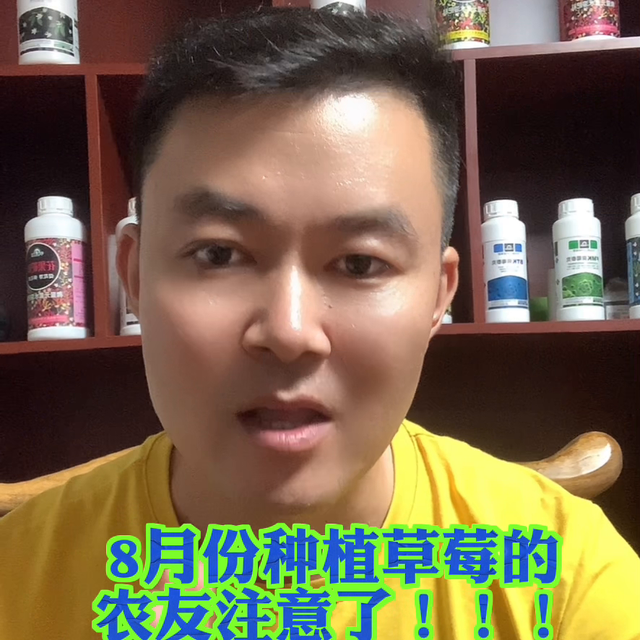 8月份种草莓的老铁注意了，防控根腐你的需要改变思路和方...