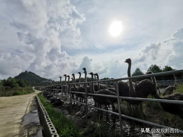 织金少普海布坡鸵鸟养殖基地看鸵鸟，最后花200块钱买个鸵鸟蛋