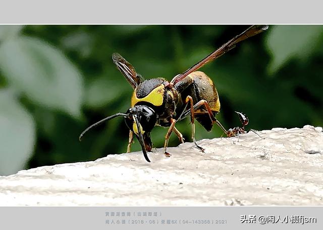 手机昆虫摄影：胡蜂科，这几种胡蜂你见过吗？拍摄技巧和安全要点