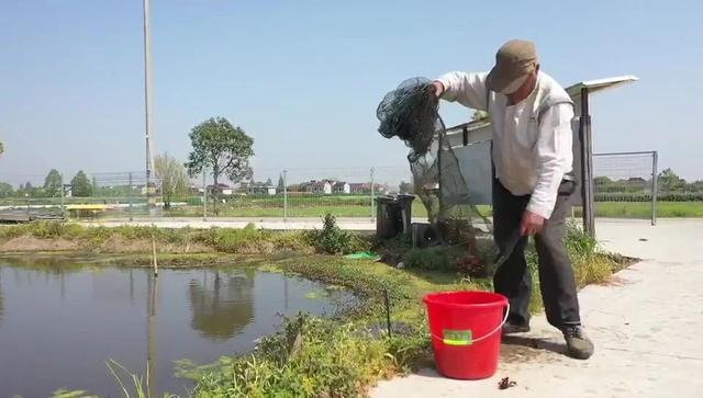 崇明稻田小龙虾新鲜上市！带你来基地瞧瞧虾苗怎么样