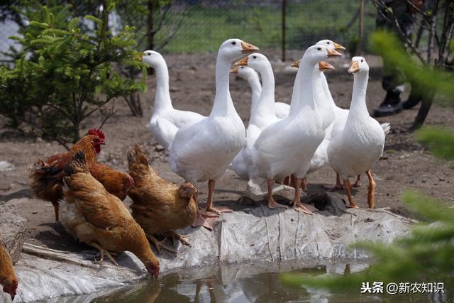 智慧养殖：生态土鸡养殖的技术有哪些？这几大要点你get到了吗？