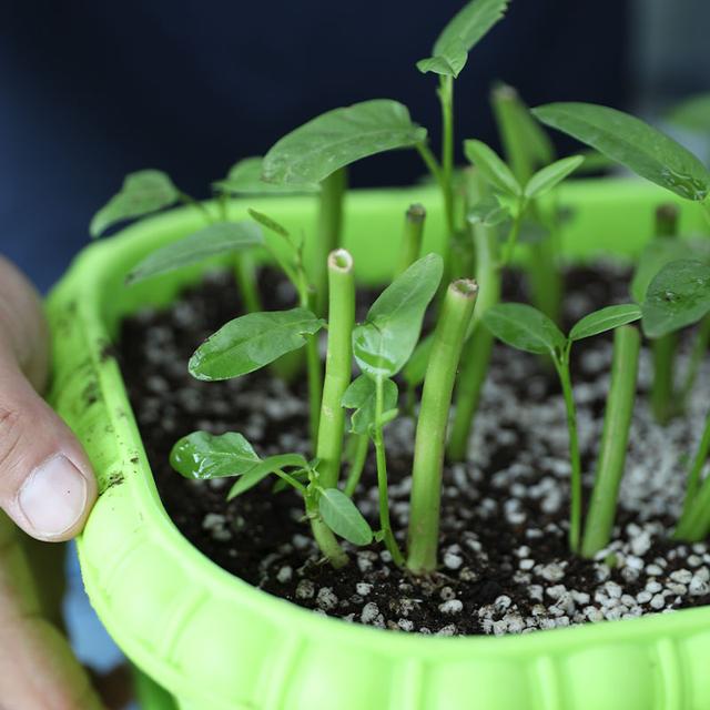 吃剩的青菜根，埋进花盆里，浇点水，冒出小菜园，半年摘不完