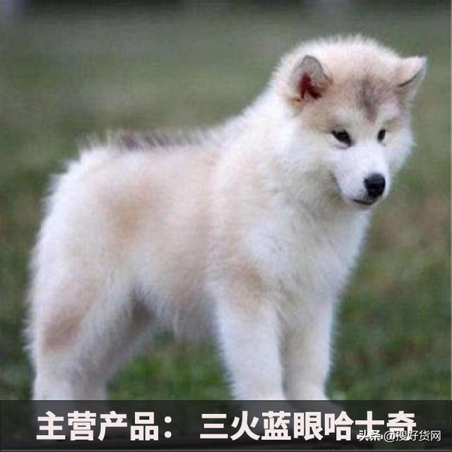 山东鸿胜犬业——坚持公司信誉第一 搜好货助力其打开线上生意