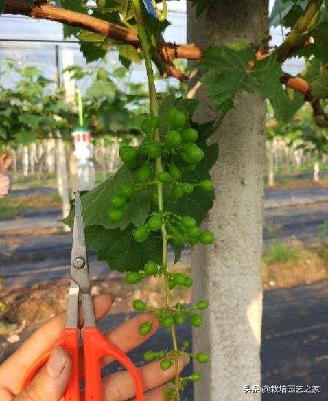 种植达人：讲述阳光玫瑰在广西的种植表现