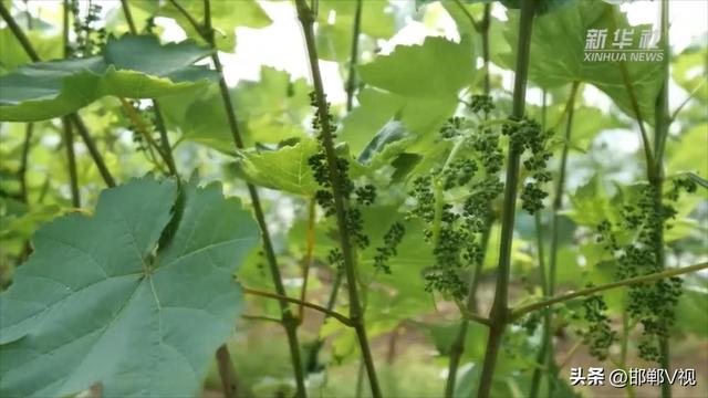 河北邯郸：新技术让葡萄种植充满科技范儿