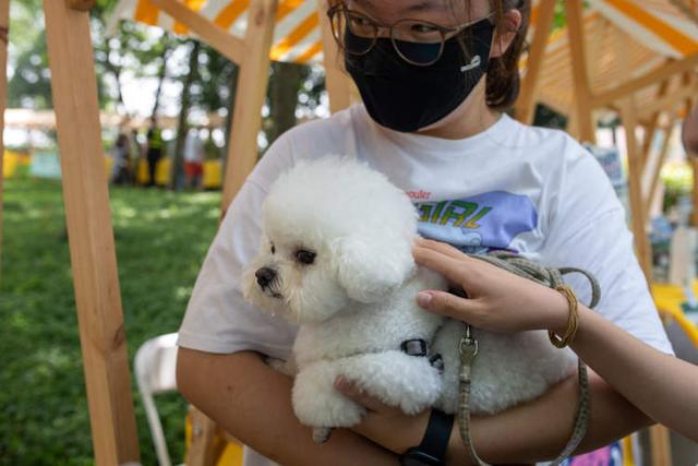 猫狗也要吃端午粽？这个宠物集市好热闹！上海市文明养宠新三年行动重点任务出炉