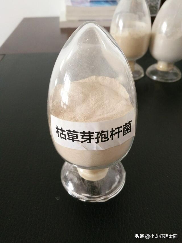 在小龙虾养殖过程中，生物改底净水到底用芽孢杆菌好还是em菌好？