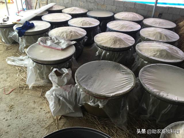 发酵青绿牧草养殖麻鸭的简单操作方法，降低饲料成本肉质好