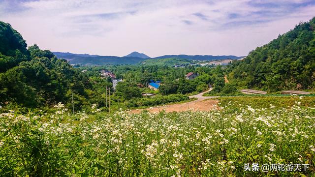 铜陵有安徽最大的东北虎养殖基地，20元门票没人来，年亏损200万