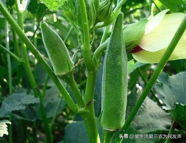 种植什么既赚钱又简单？最后一种很不错